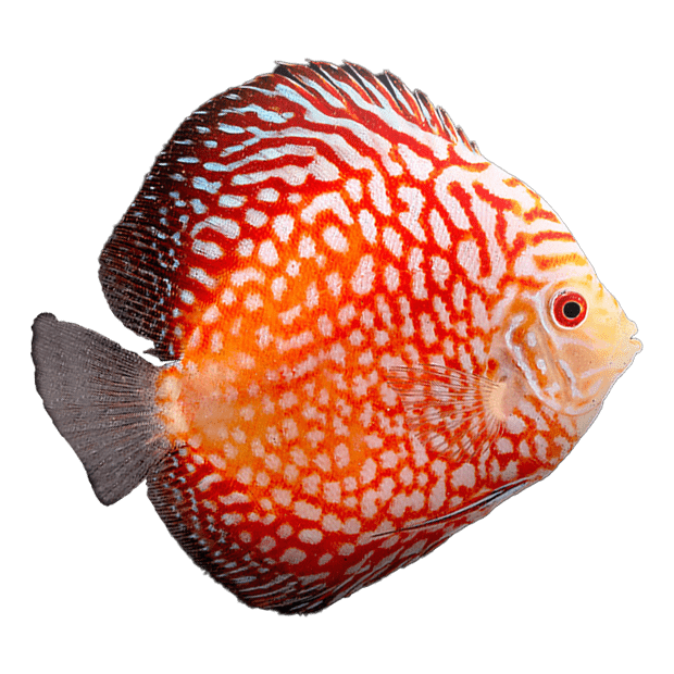 Imagem do peixe Acará Disco